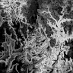 Meet your Posher, Dorothy